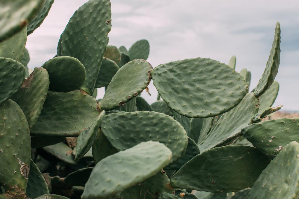 selectieve focus van groene cactus met spikes op bladeren tegen de hemel - Foto, afbeelding