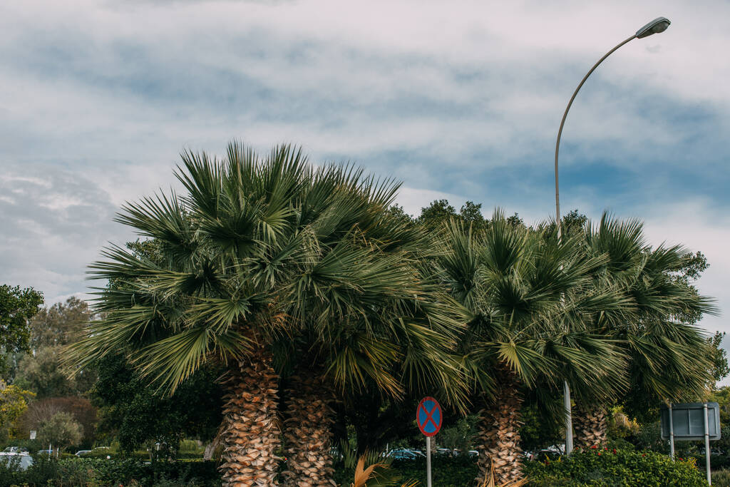 grüne Palmen in der Nähe von Verkehrszeichen gegen blauen Himmel mit Wolken  - Foto, Bild