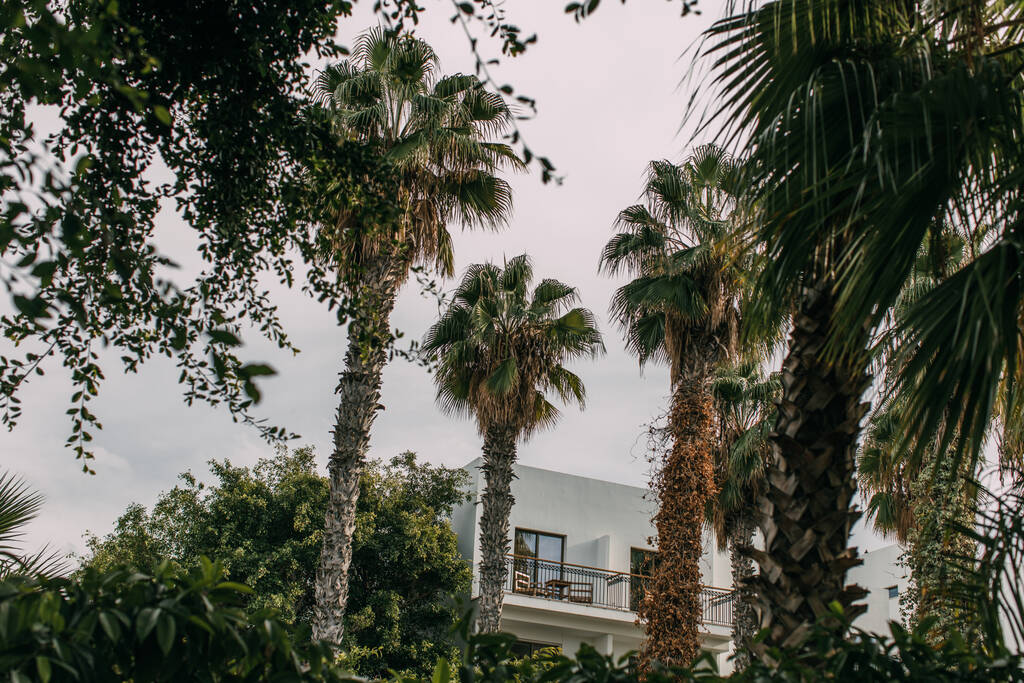 Grüne Palmen vor modernem Haus gegen bewölkten Himmel  - Foto, Bild