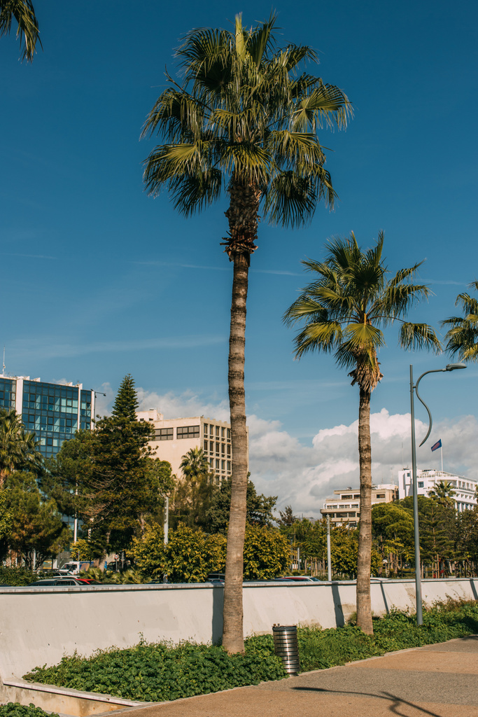 sluneční svit na zelených palmách v blízkosti budov ve městě  - Fotografie, Obrázek