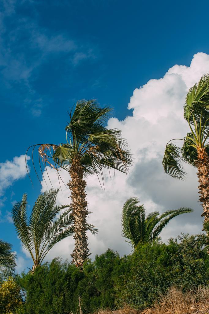 palme verdi contro il cielo blu con le nuvole
  - Foto, immagini