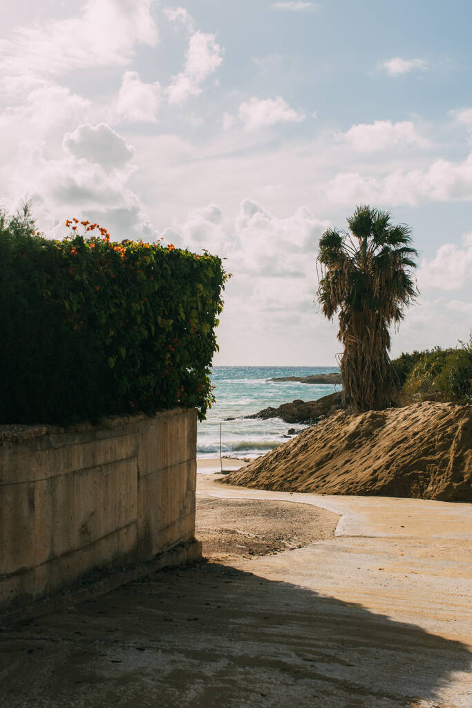 πράσινα φυτά και φοίνικας κοντά στην αμμώδη παραλία και τη Μεσόγειο θάλασσα  - Φωτογραφία, εικόνα