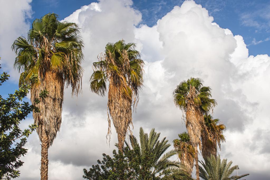 luz solar em palmeiras contra o céu com nuvens brancas
  - Foto, Imagem