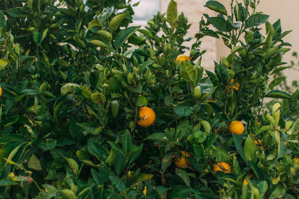 maukkaita ja orgaanisia appelsiineja puussa vihreät lehdet
  - Valokuva, kuva