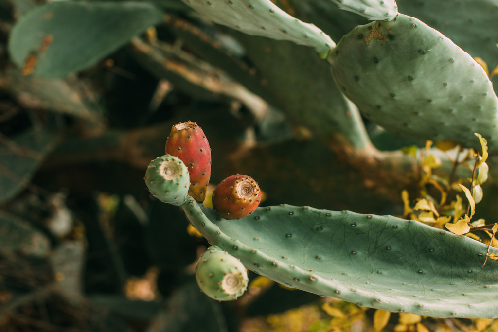 primer plano de la floración y la pera espinosa verde
  - Foto, Imagen