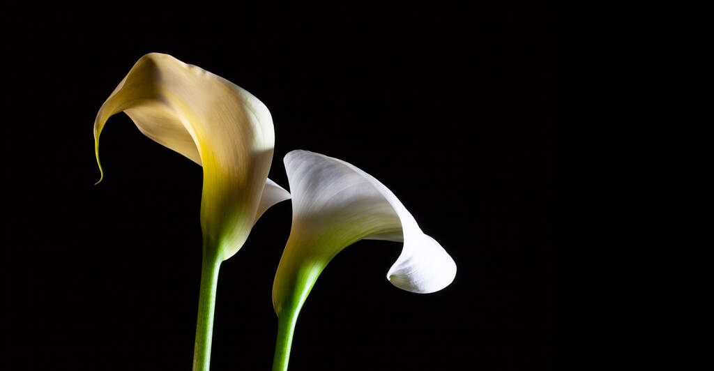 Білі кальянні лілії, що світяться на чорному тлі з пробілом для копіювання
 - Фото, зображення