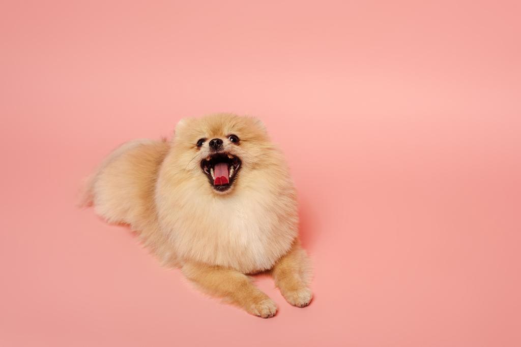 χαριτωμένο μικρό pomeranian Spitz σκυλί βρίσκεται σε ροζ - Φωτογραφία, εικόνα