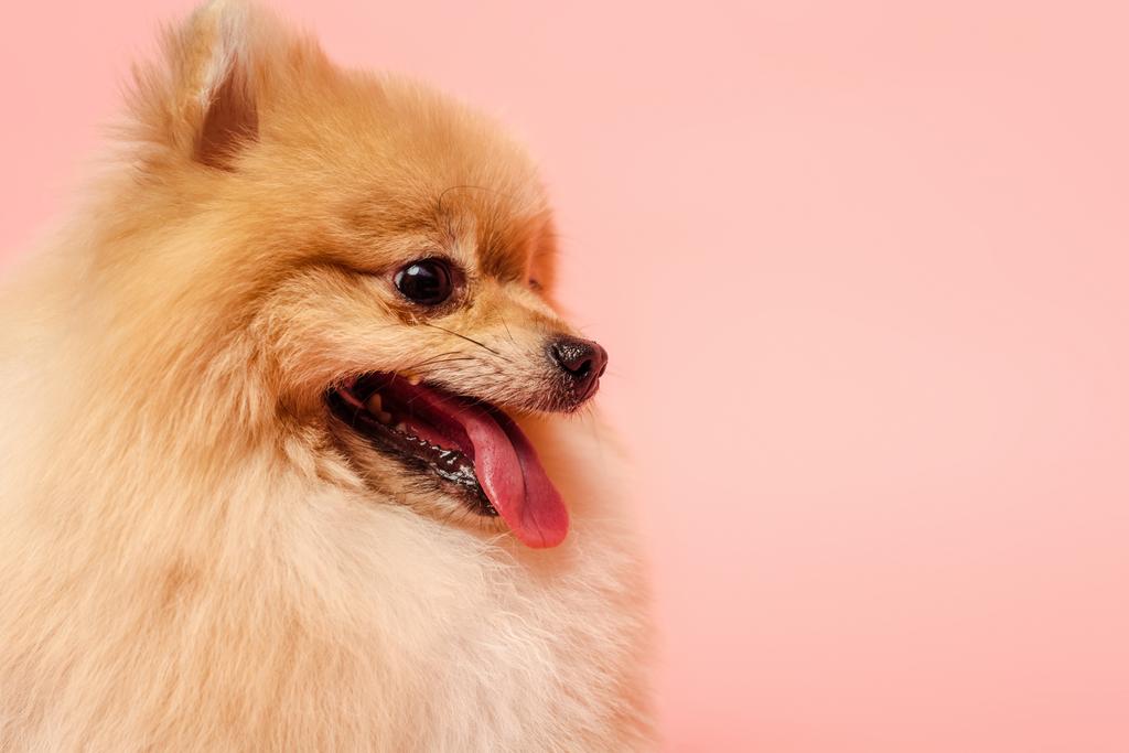 close-up van kleine pomeranian spitz hond geïsoleerd op roze - Foto, afbeelding
