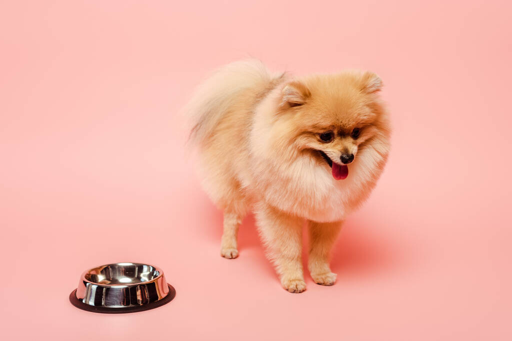Niedlicher Pommernspitzhund steht neben leerer Schale auf rosa - Foto, Bild