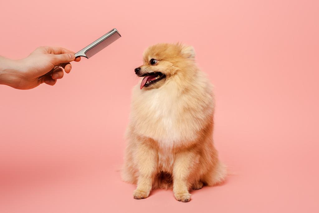 περικοπή άποψη του groomer με χτένα αποφάσεων hairstyle να χαριτωμένο σκυλί σε ροζ - Φωτογραφία, εικόνα