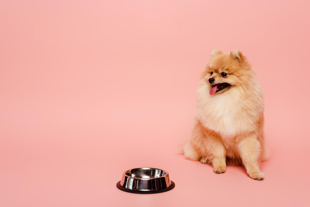 У пустой чаши на розовом фоне сидит собака-шпиц
 - Фото, изображение