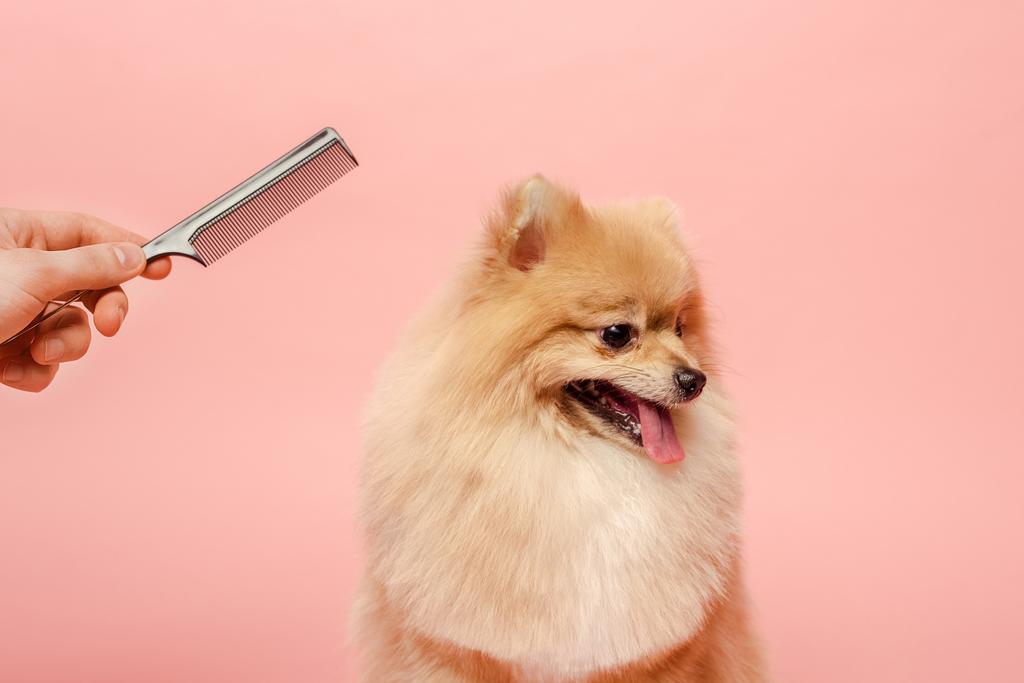 cropped άποψη του groomer με χτένα αποφάσεων hairstyle να pomeranian Spitz σκυλί απομονώνονται σε ροζ - Φωτογραφία, εικόνα