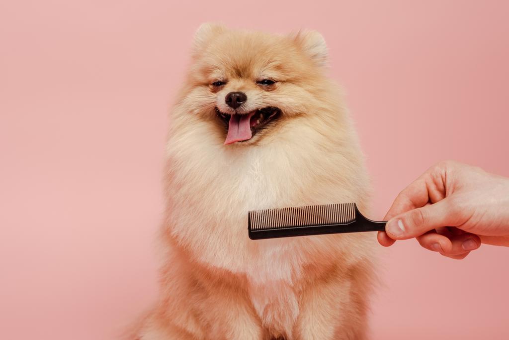 cropped view of groomer with comb making hairstyle to cute pomeranian spitz dog isolated on pink - Photo, Image