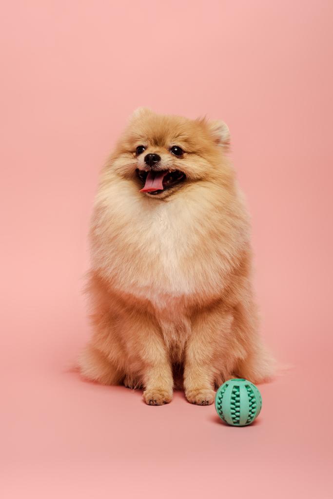 futro pomeranian spitz pies z piłką na różowy - Zdjęcie, obraz