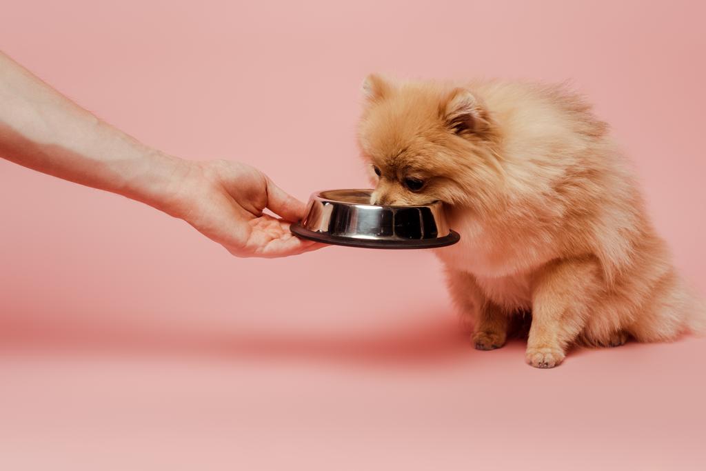 ピンクのボウルとポメラニアン・スピッツ・ドッグを食べる女性のクロップドビュー - 写真・画像
