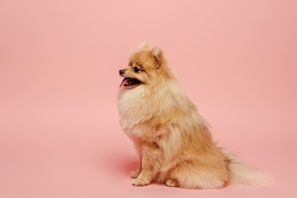 mignon petit chien spitz poméranien sur rose
 - Photo, image