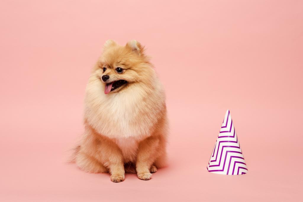 cute pomeranian spitz dog sitting near party cone for birthday on pink - Photo, Image