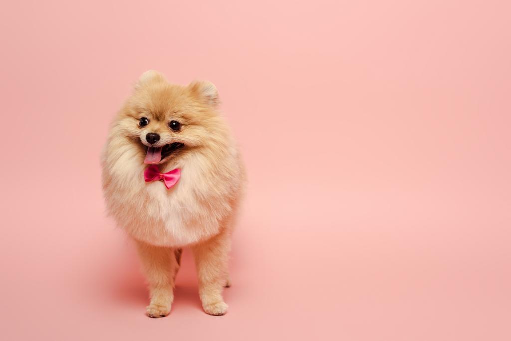 chien spitz poméranien moelleux avec nœud papillon mignon debout sur rose
   - Photo, image