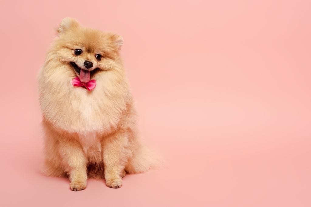 pomeranian spitz cão com bonito arco gravata sentado em rosa
 - Foto, Imagem