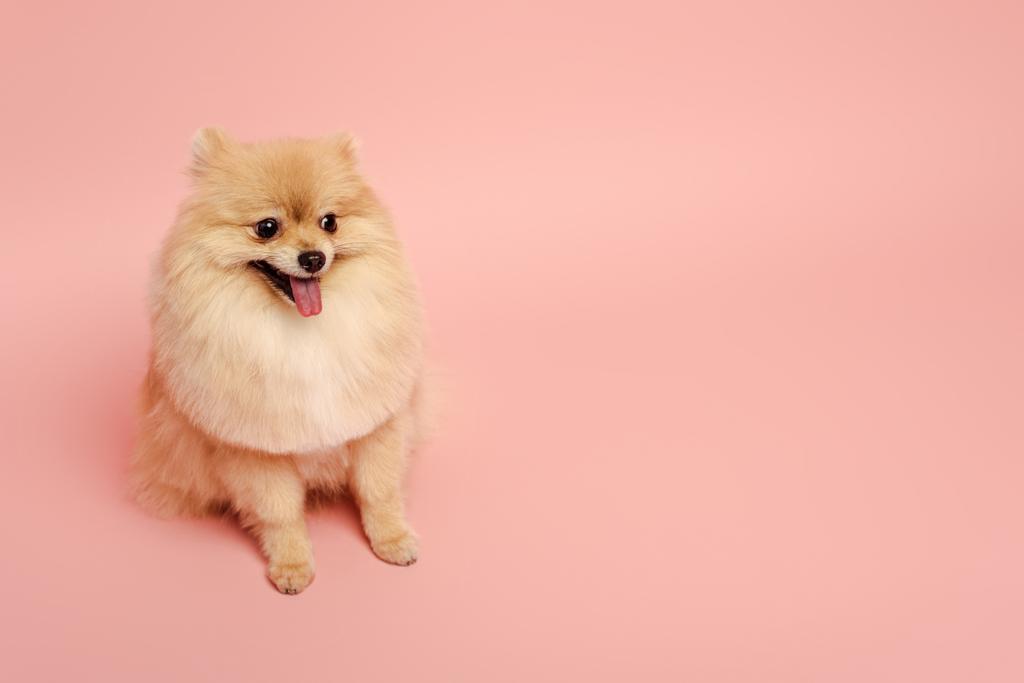 lindo poco pomeranian spitz perro sentado en rosa
 - Foto, imagen