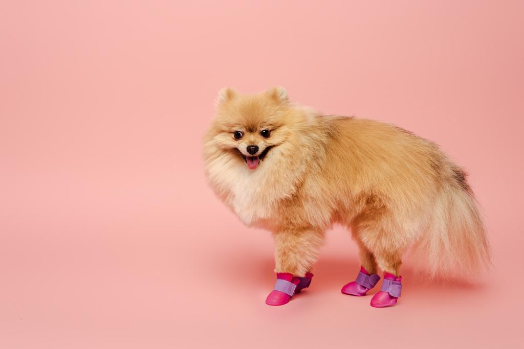 смішний португальський шпіц, що стоїть у взутті для собак на рожевому
 - Фото, зображення
