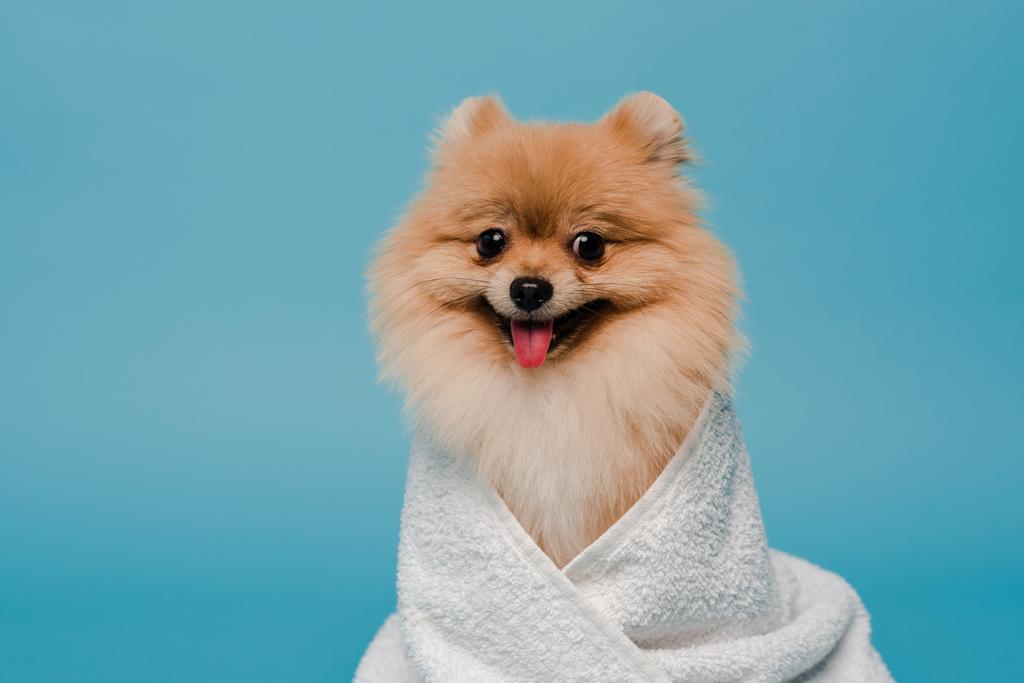 愛らしいポメラニアスピッツの犬は青に孤立タオルで包まれた - 写真・画像