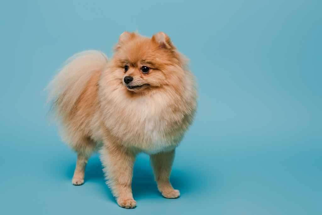 adorable perrito spitz pomeraniano en azul
 - Foto, imagen