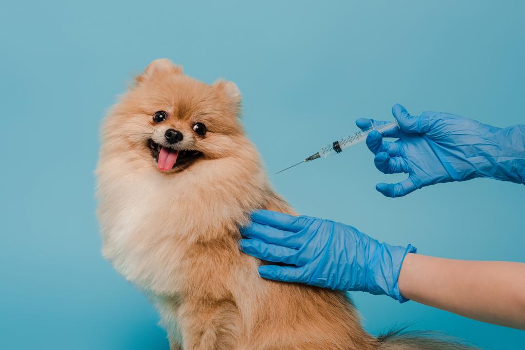bijgesneden weergave van dierenarts in latex handschoenen maken vaccinatie voor pomeranian spitz hond geïsoleerd op blauw  - Foto, afbeelding