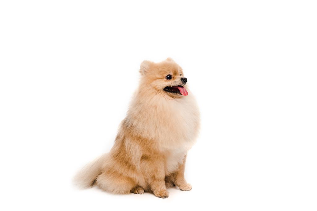 adorable pomeranian spitz perro sentado aislado en blanco
 - Foto, imagen