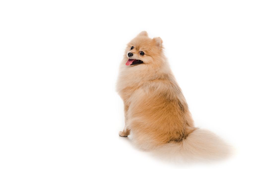 милий маленький португальський шпіц собака на білому
 - Фото, зображення