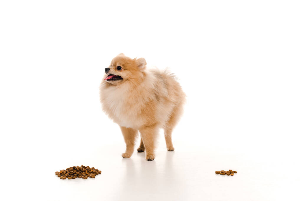spitz pomeranian adorável perto da comida do cão no branco
 - Foto, Imagem