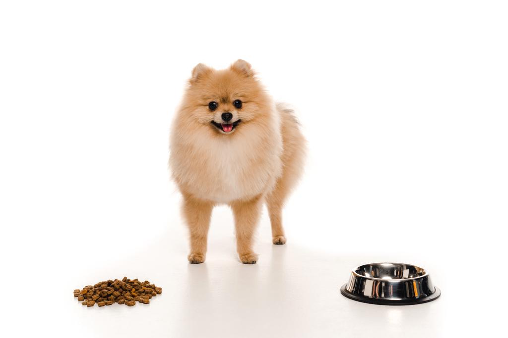 spitz pomeraniano peludo cerca de comida para perros y tazón vacío en blanco
 - Foto, Imagen
