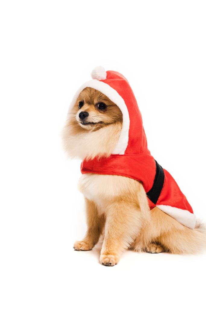 furry pomeranian spitz dog in santa costume on white - Photo, Image