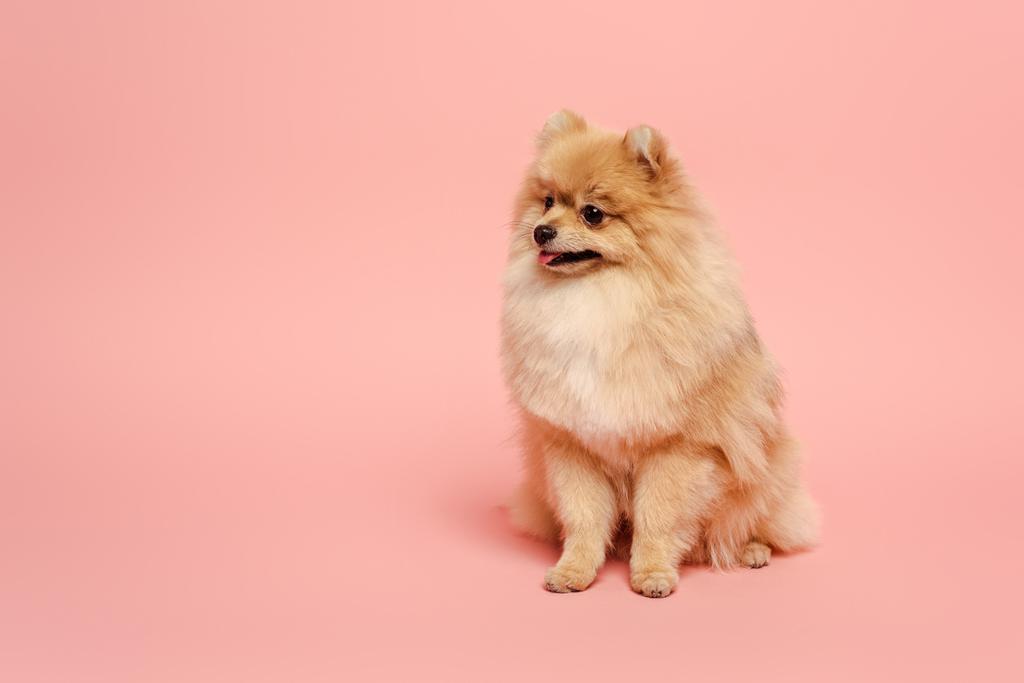 słodkie mało pomeranian Spitz pies na różowy - Zdjęcie, obraz