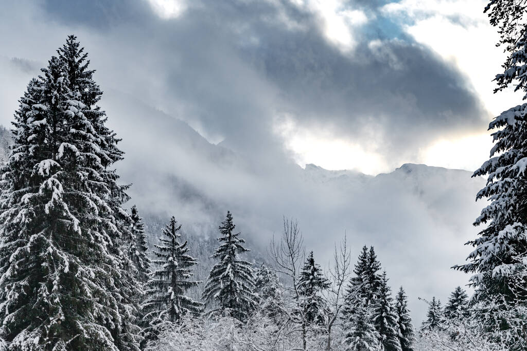 Biała scena zimowego lasu śnieżnego w środku, rzeka wśród pokrytego śniegiem lasu, panorama dzikiej przyrody zimowe tło, Gałęzie w mrozie - Zdjęcie, obraz