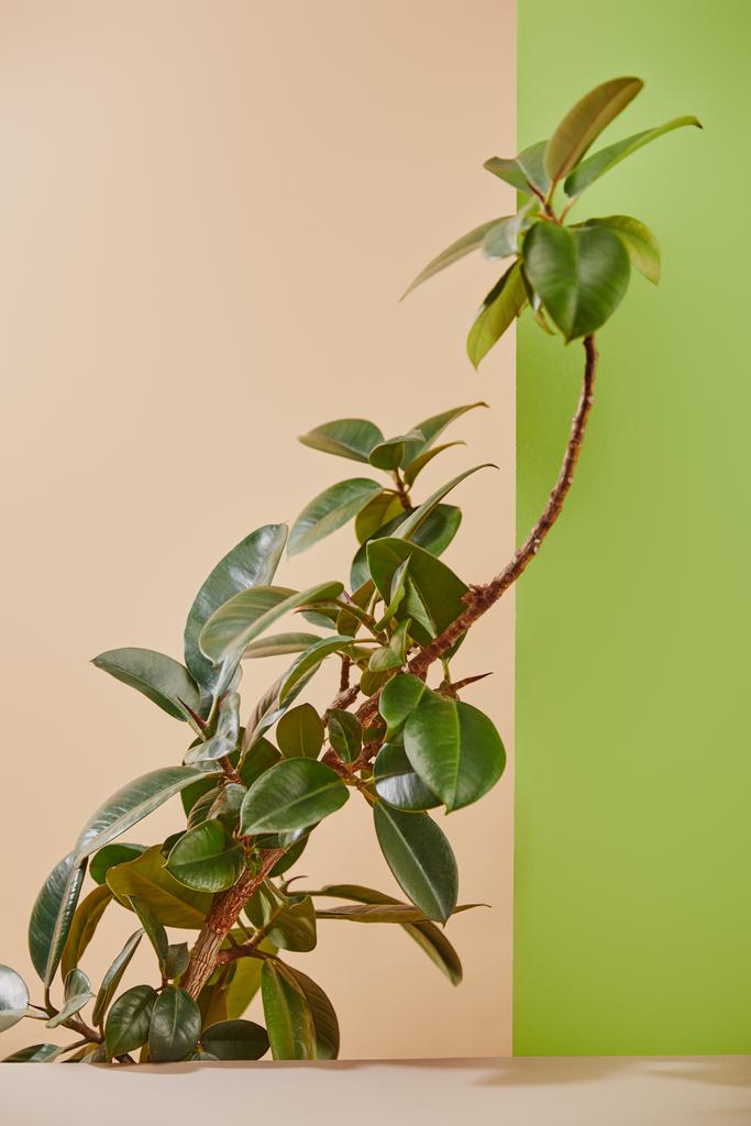 Rostlina se zelenými listy na béžovém a zeleném pozadí - Fotografie, Obrázek