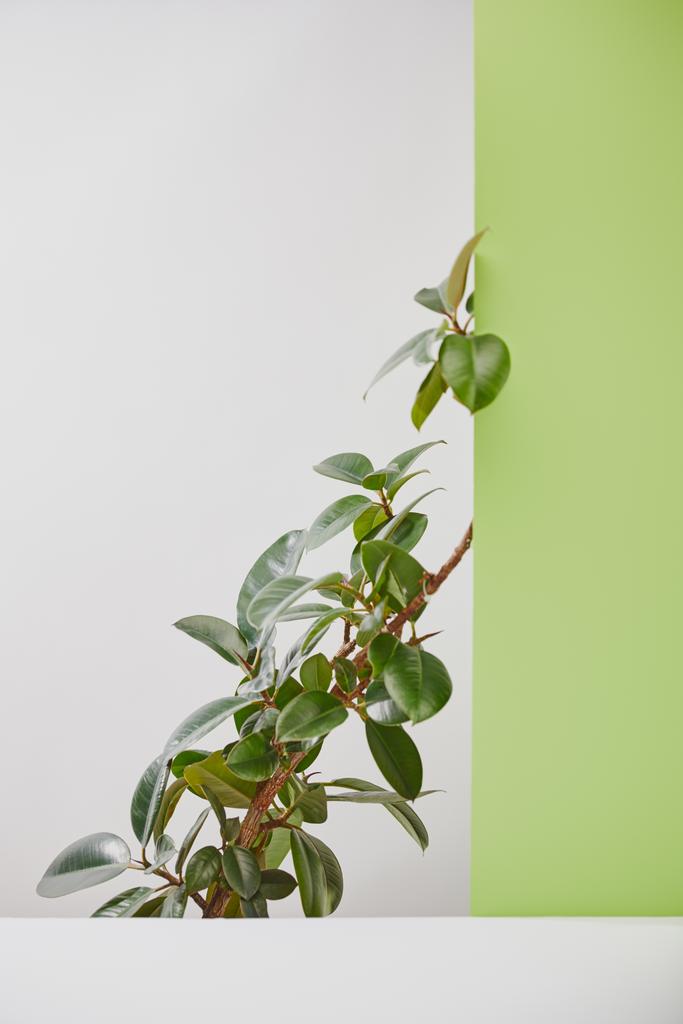 Planta natural con hojas verdes detrás de la superficie blanca sobre fondo gris
 - Foto, imagen