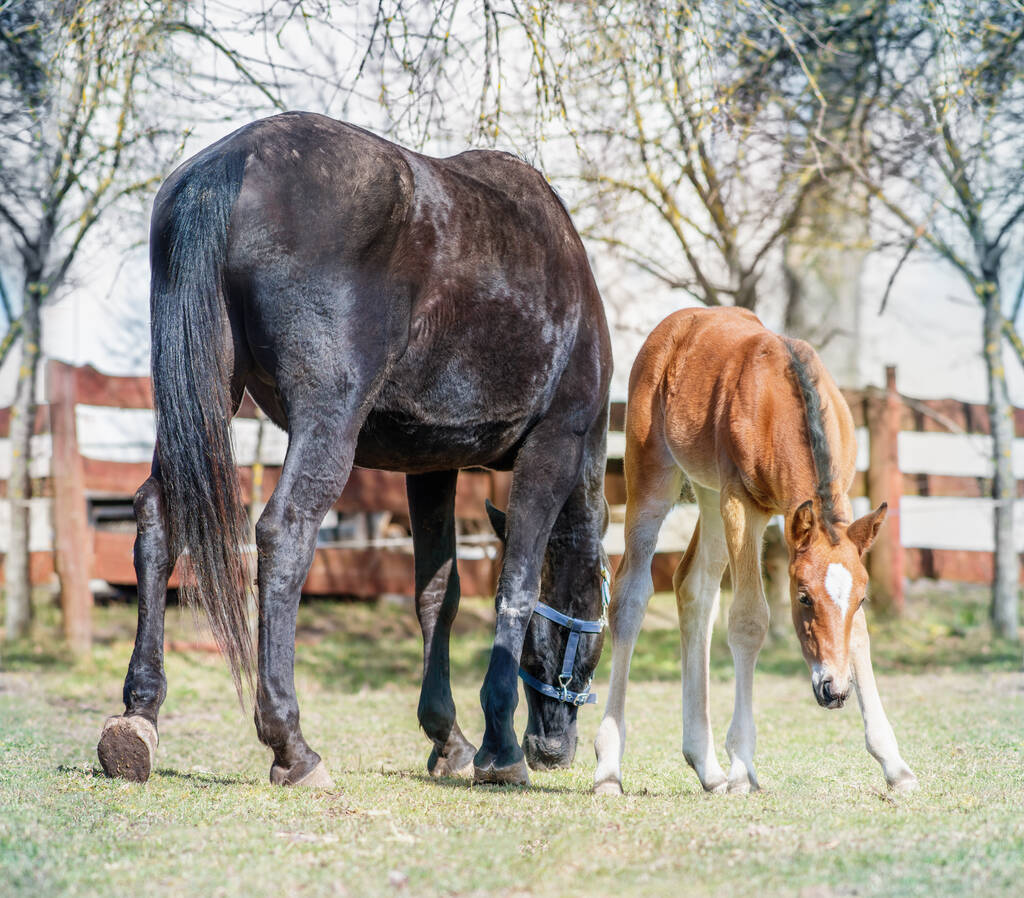 Czarny koń samica z źrebakiem na farmie wiosną w słoneczny dzień - Zdjęcie, obraz