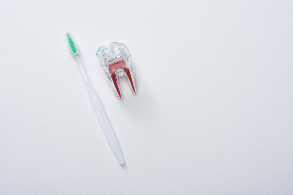 Yeşil tüylü beyaz diş fırçası ve gri arka planda yapay plastik diş. - Fotoğraf, Görsel