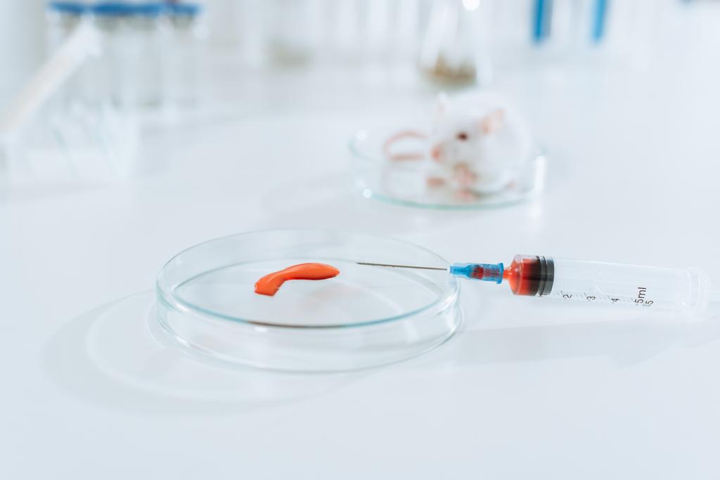 επιλεκτική εστίαση της σύριγγας και του τρυβλίου με δείγμα αίματος κοντά σε λευκό ποντικό σε κτηνιατρικό εργαστήριο - Φωτογραφία, εικόνα