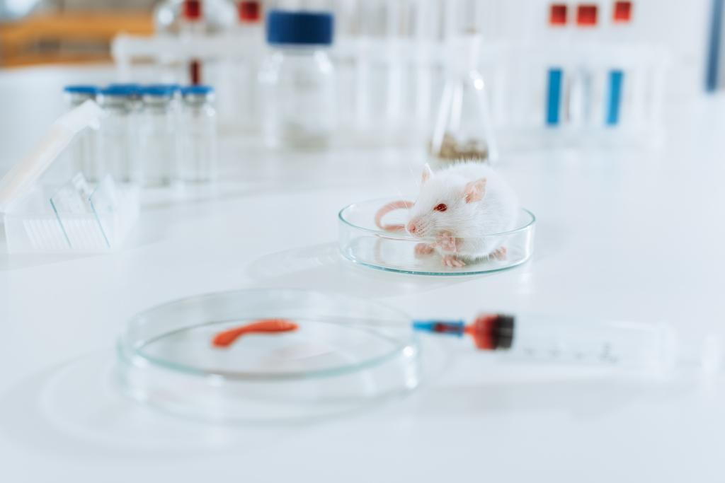 selektywne skupienie białej myszy w pobliżu strzykawki, szalki Petriego z próbką krwi i pojemników z lekami - Zdjęcie, obraz