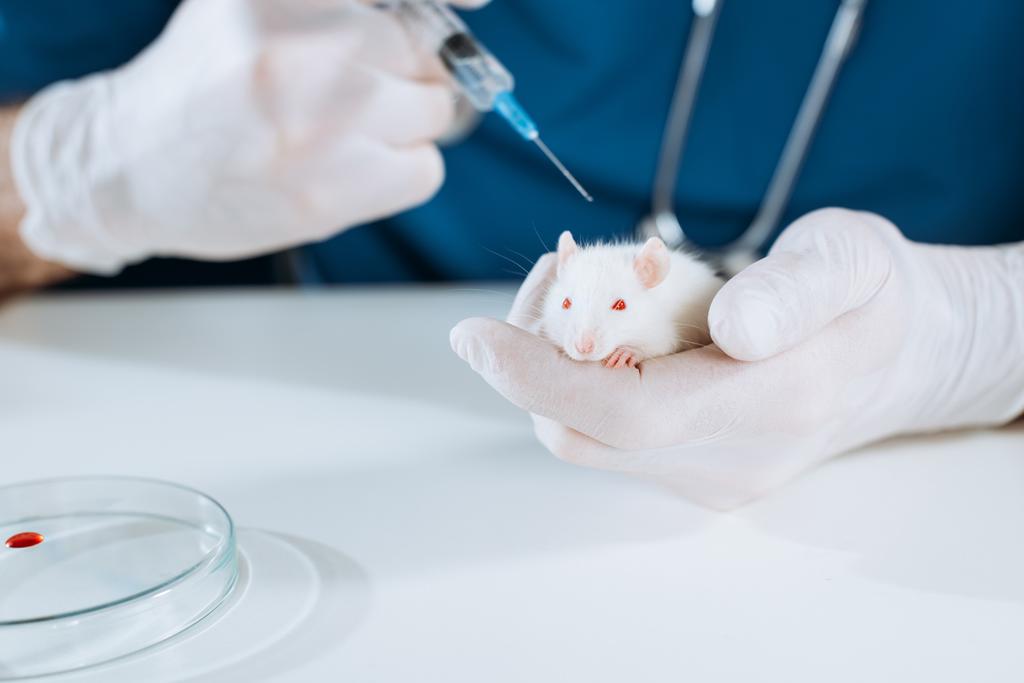 обрезанный вид ветеринара в латексных перчатках, держащего шприц с вакциной рядом с белой мышью
 - Фото, изображение