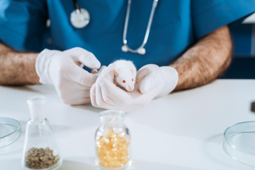 καλλιεργημένη άποψη του κτηνιάτρου σε γάντια λατέξ που κρατούν το λευκό ποντίκι κοντά σε δοχείο με φάρμακο - Φωτογραφία, εικόνα