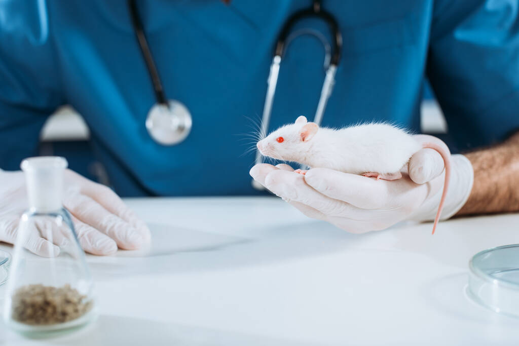 Ausgeschnittene Ansicht des Tierarztes in Latexhandschuhen mit weißer Maus - Foto, Bild
