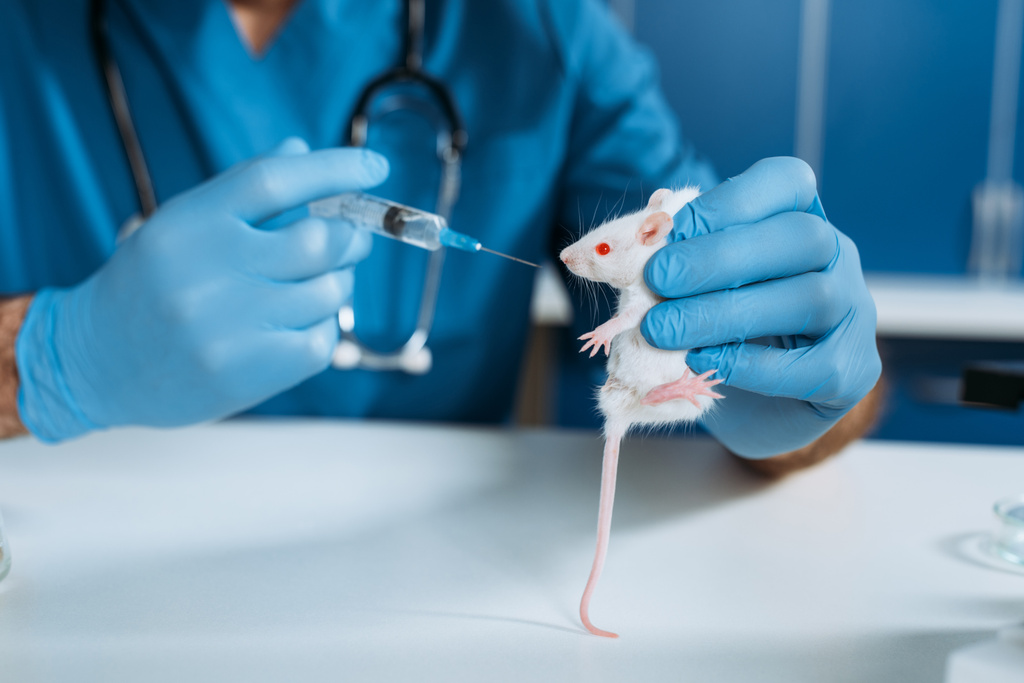 vue partielle du vétérinaire dans des gants en latex tenant la souris blanche et la seringue avec un médicament
, - Photo, image