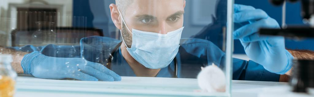 πανοραμική λήψη του νεαρού βιολόγου σε ιατρική μάσκα και γάντια λατέξ κοιτάζοντας λευκό ποντίκι σε γυάλινο κουτί - Φωτογραφία, εικόνα