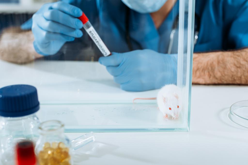 selective focus of white mouse in glass box near veterinarian in latex gloves holding test tube with coronavirus inscription - Photo, Image