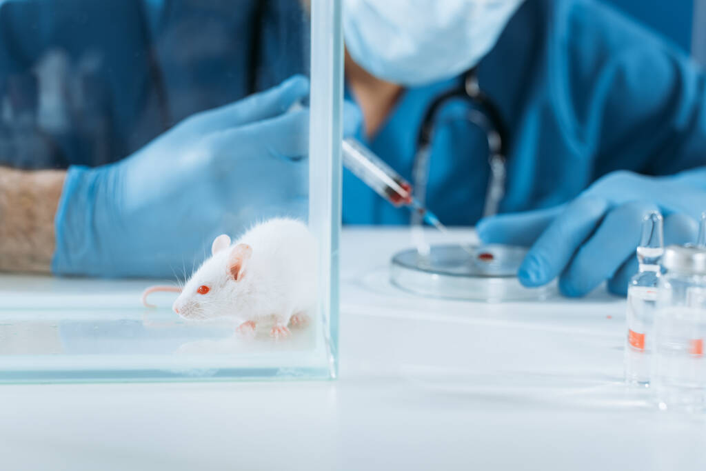 szelektív fókusz fehér egér üvegdobozban közel állatorvos orvosi maszk és latex kesztyű tartó fecskendő közelében Petri-csészében vérmintával - Fotó, kép