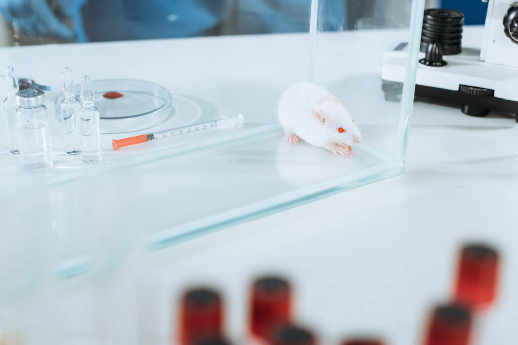 selectieve focus van witte muis in glazen doos in de buurt van ampullen, spuit en petrischaaltje  - Foto, afbeelding