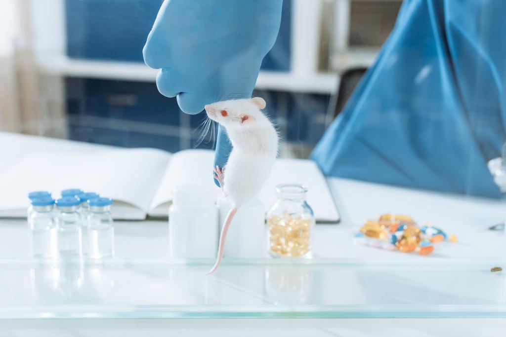 cropped view of veterinarian in latex gloves with white mouse on his finger near glass containers with medicines - Photo, Image